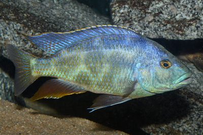 Nimbochromis