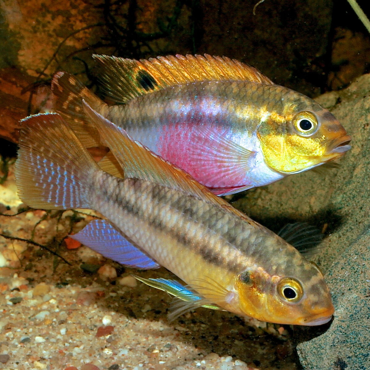 pelvicachromis-silviae-foto-uwe-werner