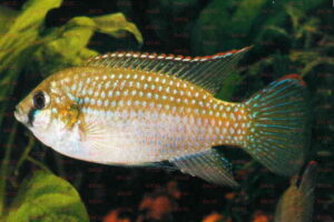 Anomalochromis thomasi - Foto: Sylke Kuchorkowski