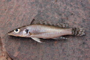 baileychromis centropomoides foto wolfgang schamel-dcg-cichlidenverzeichnis-tanganjikasee