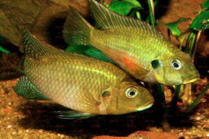 Benitochromis conjunctus - Foto: Uwe Werner