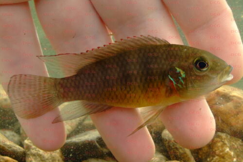 Benitochromis ufermanni - Foto Lutz Fischer