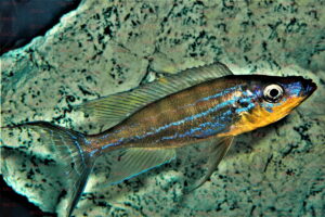 benthochromis horii foto wolfgang staeck-dcg-cichlidenverzeichnis-tanganjikasee