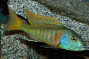 buccochromis-rhoadesi-foto-andreas-spreinat-dcg-cichlidenverzeichnis-malawisee