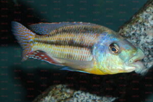 cheilochromis-euchilius-foto-andreas-spreinat-dcg-cichlidenverzeichnis-malawisee