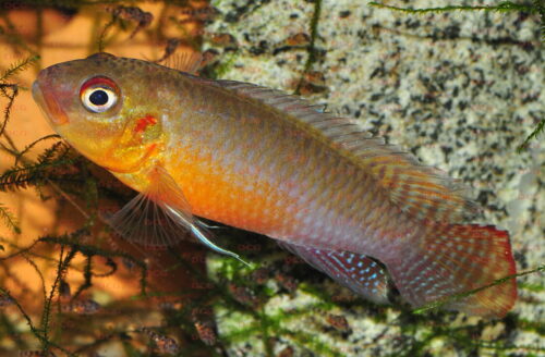 Congochromis sabinae - Foto Erwin Schraml