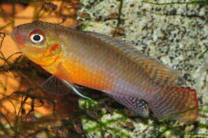 Congochromis sabinae - Foto: Erwin Schraml