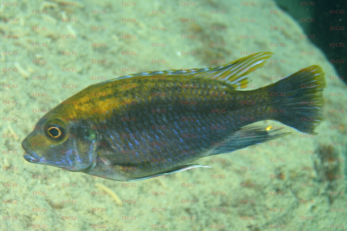 Cyathochromis