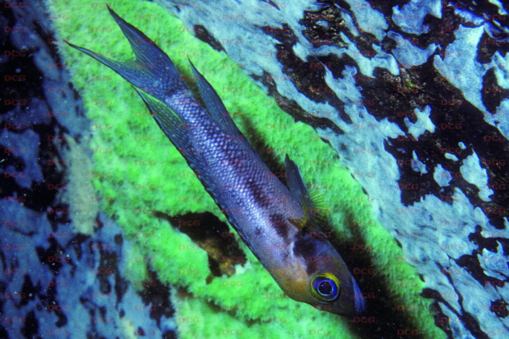 neolamprologus furcifer foto heinz büscher-dcg-cichlidenverzeichnis-tanganjikasee