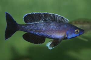 Cyprichromis leptosoma - Foto: Manfred Edinger