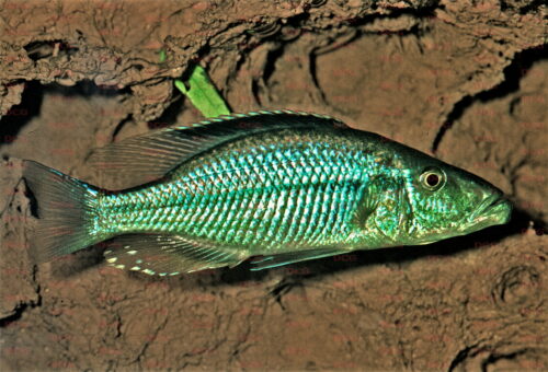 Dimidiochromis compressiceps - Foto Wolfgang Staeck