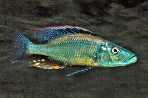 Dimidiochromis dimidiatus - Foto Wolfgang Staeck