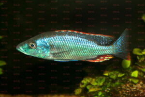 Dimidiochromis strigatus - Foto: Dr. Hohl