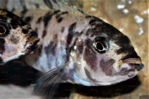 Genyochromis mento - Foto: Michel Raab
