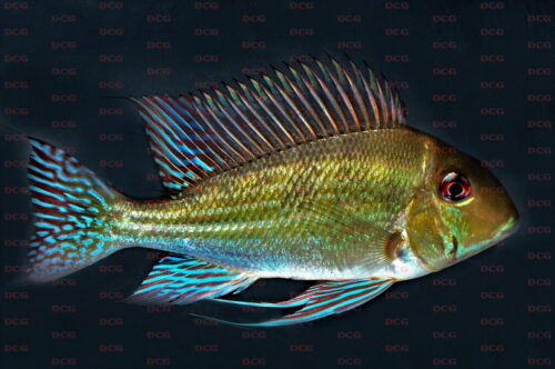 Geophagus dicrozoster - Foto Wolfgang Staeck