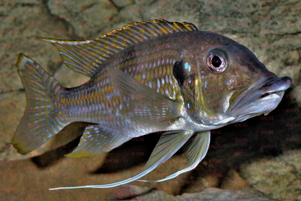 Gnathochromis