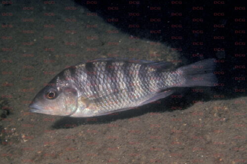 Gnathochromis pfefferi - Foto Heinz Büscher