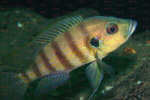 greenwoodochromis christyi foto heinz büscher-dcg-cichlidenverzeichnis-tanganjikasee