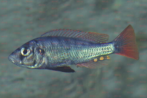 Haplochromis argens - Foto Erwin Schraml