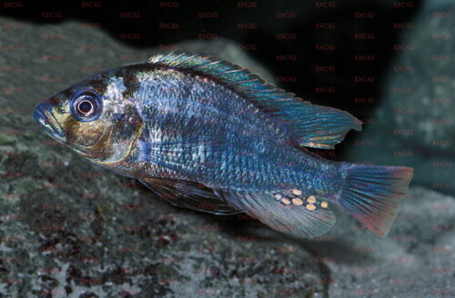 Haplochromis commutabilis - Foto Erwin Schraml