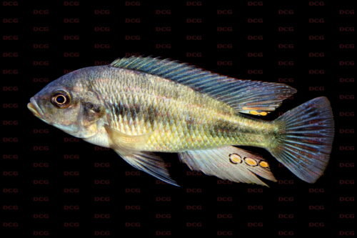 Haplochromis fischeri - Foto Lothar Seegers