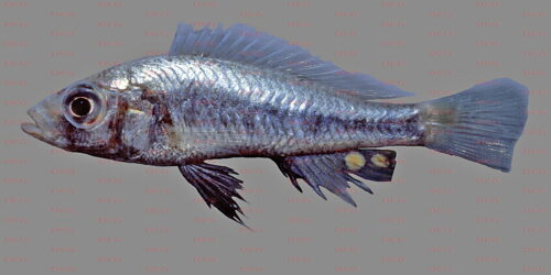 Haplochromis goldschmidti - Foto Erwin Schraml