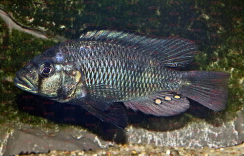 Haplochromis sp. Maryut - Foto Erwin Schraml