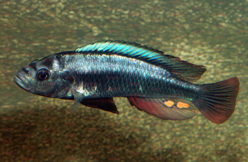 Haplochromis sp. Matumbi Hunter - Foto Erwin Schraml