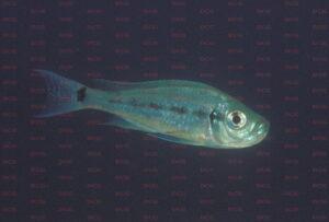 haplotaxodon microlepis foto heinz büscher-dcg-cichlidenverzeichnis-tanganjikasee