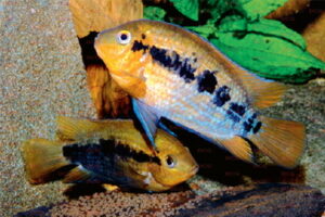 Herotilapia multispinosus - Foto: Ernst Sosna