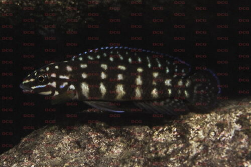 Julidochromis marlieri - Foto Magnus u. Mikael Karlsson