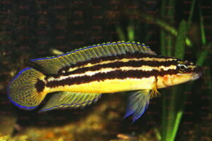 julidochromis ornatus foto dik hek-dcg-cichlidenverzeichnis-tanganjikasee