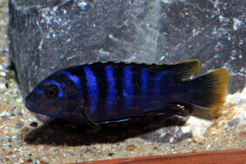 Labidochromis sp. Mbamba Bay - Foto Thorsten Grebener