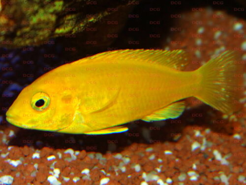 Labidochromis sp. Yellow Kakusa - Foto Thorsten Grebener