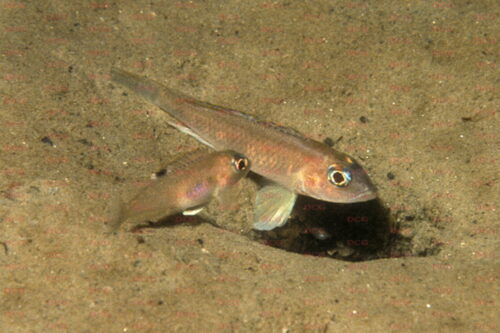 Lamprologus kungweensis - Foto Heinz Büscher