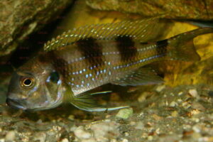 limnochromis auritus foto heinz büscher-dcg-cichlidenverzeichnis-tanganjikasee