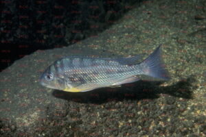 limnotilapia dardenni foto heinz büscher-dcg-cichlidenverzeichnis-tanganjikasee