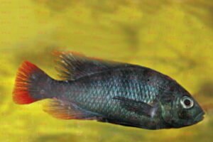 lithochromis rubripinnis Foto Axel Böhner - IGV Interessengemeinschaft Victoriasee-Cichliden