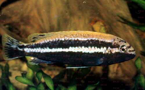 Melanochromis auratus - Foto Uwe Werner
