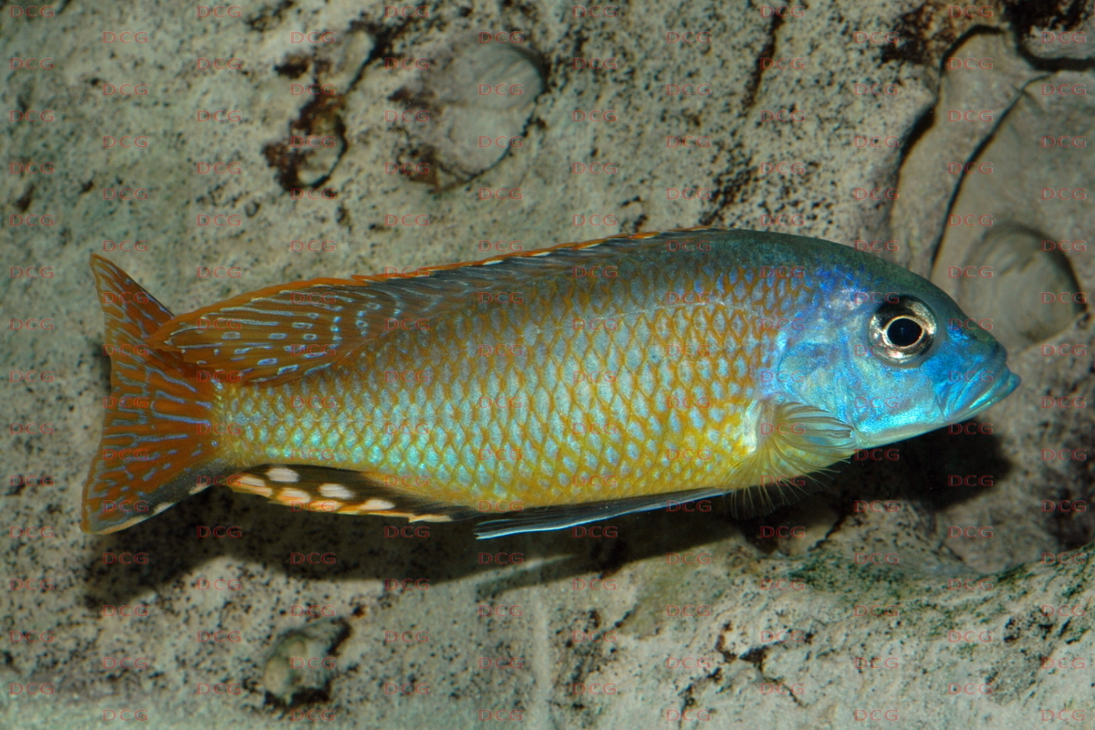 Naevochromis