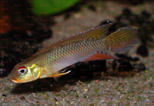 Nanochromis splendens - Foto Anton Lamboj