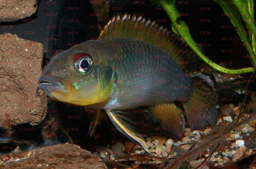 Nanochromis teugelsi - Foto Burkhard Schmidt