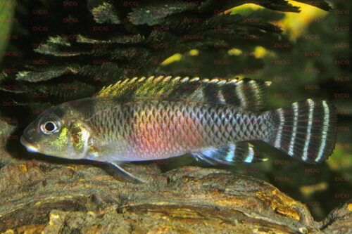 Nanochromis transvestitus - Foto Erwin Schraml