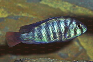 Neochromis nigricans - Foto: Wolfgang Staeck