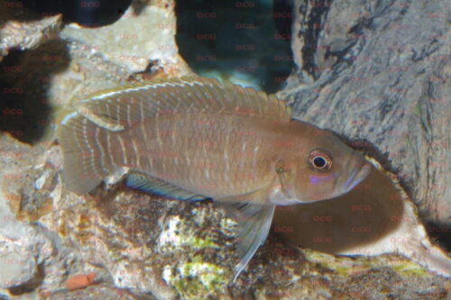 Neolamprologus brevis - Foto Burkhard Schmidt