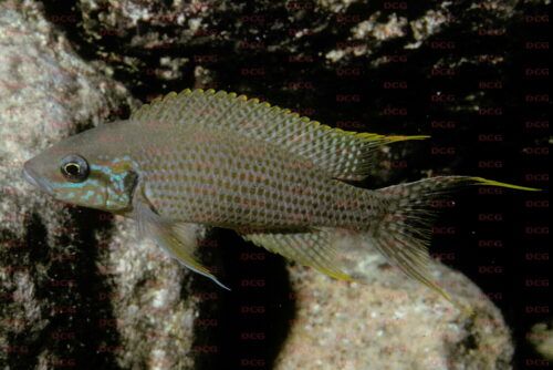 Neolamprologus brichardi - Foto Heinz Büscher