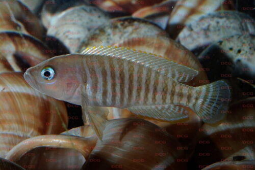 Neolamprologus multifaciatus - Foto Burkhard Schmidt