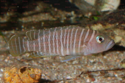 Neolamprologus similis - Foto Burkhard Schmidt