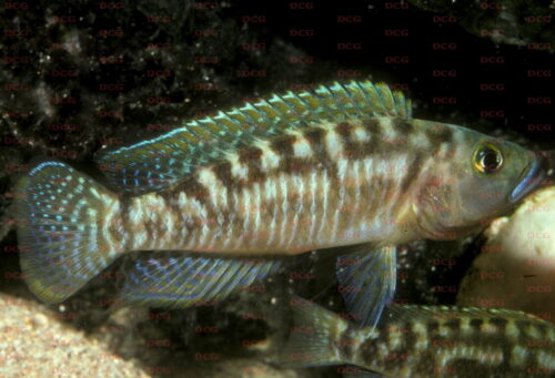 Neolmaprologus variostigma - Foto Heinz Büscher