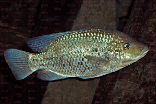 Oreochromis niloticus - Foto Stefan Wessels